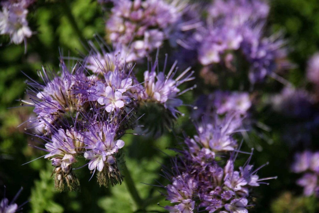 Обои Гомель Вьюнок фацелия