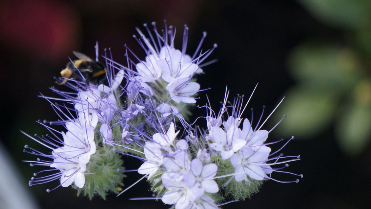 Удобрение фацелия