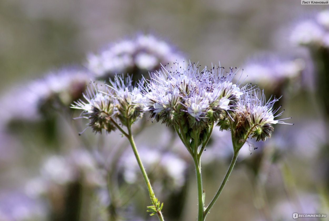 Фацелия Рязанская