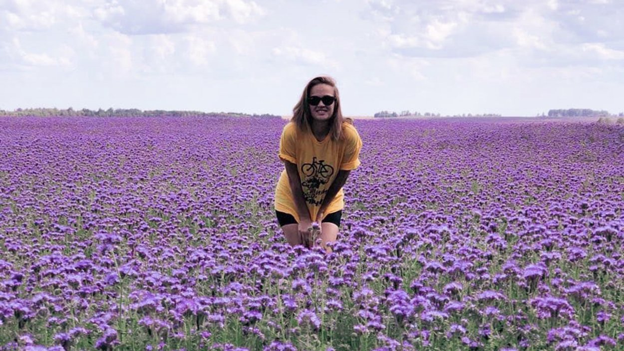 Пижма фацелия