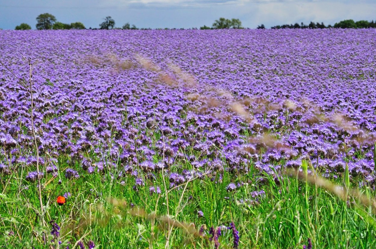 Фацелия пижмолистная листья