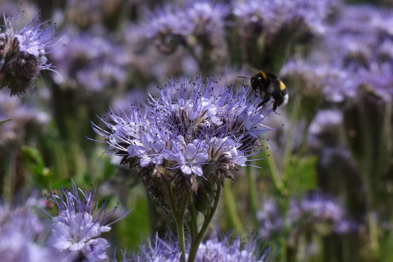 Цветок фацелия