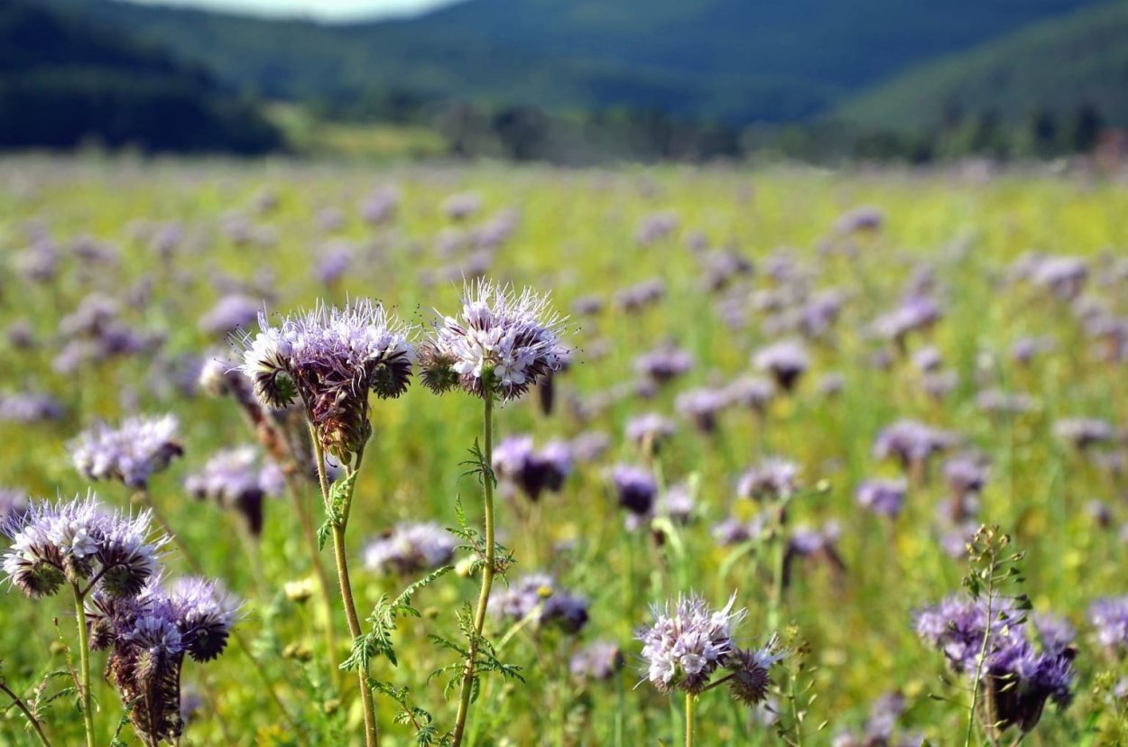 Фацелия поле