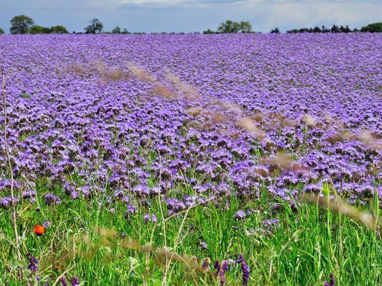 Фацелия акварель