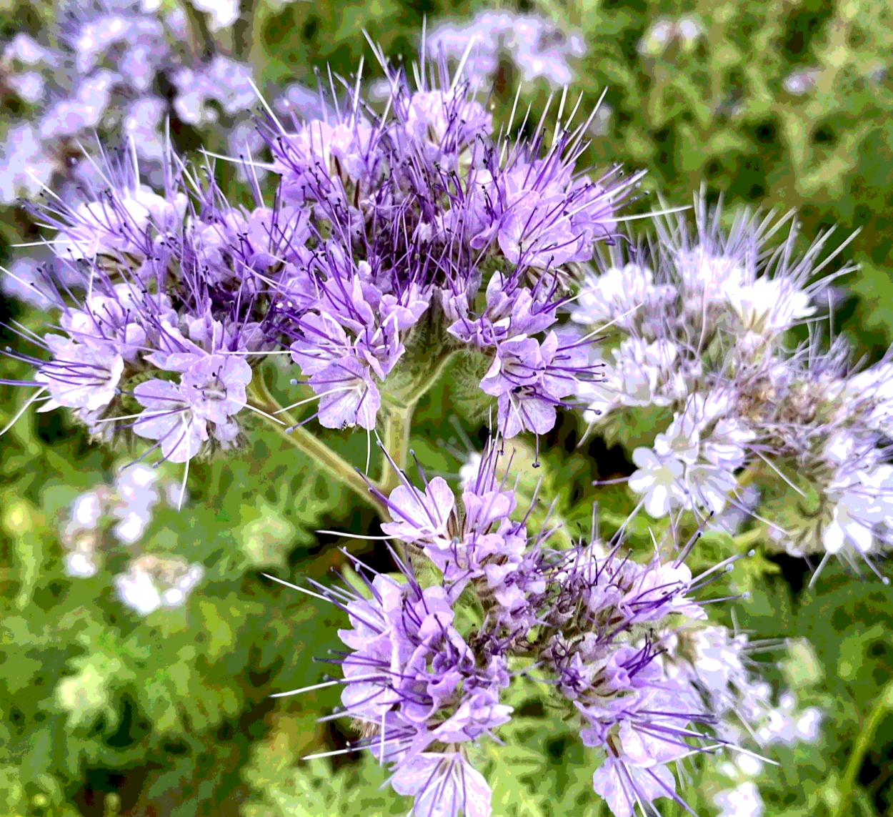 Цветок медонос фацелия