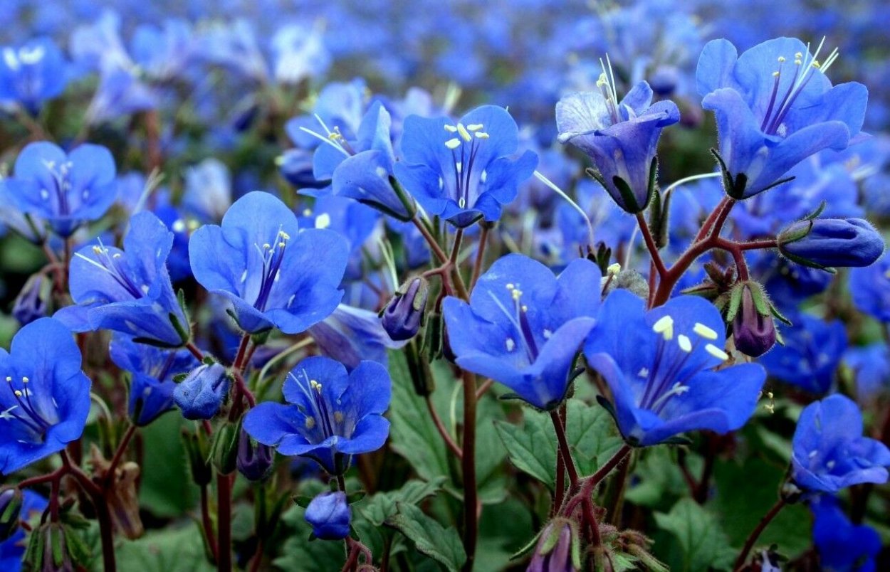 Фацелия медонос