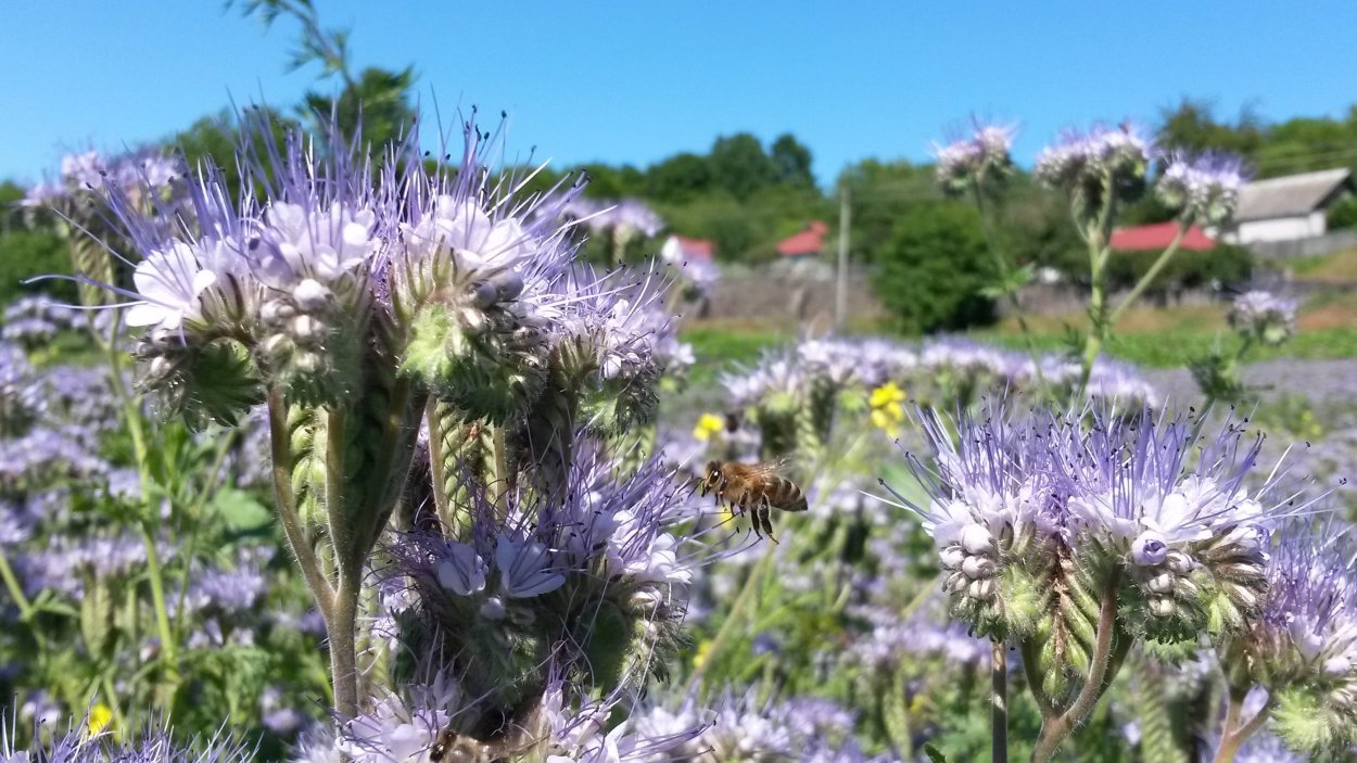 Фацелия рябинколистная