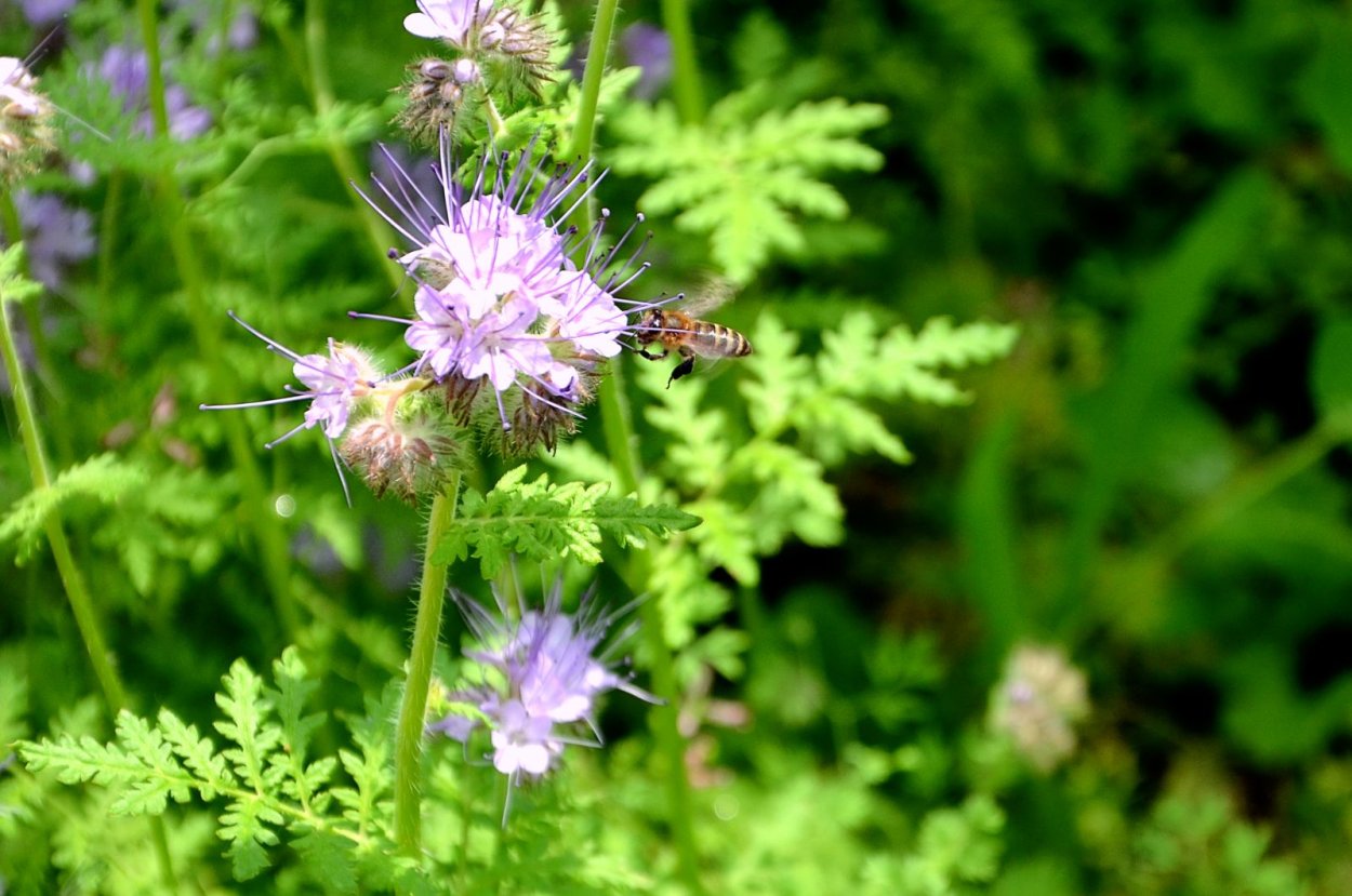 Фацелия произрастание Россия