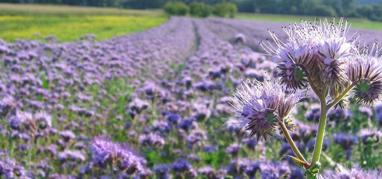 Фацелия сидерат