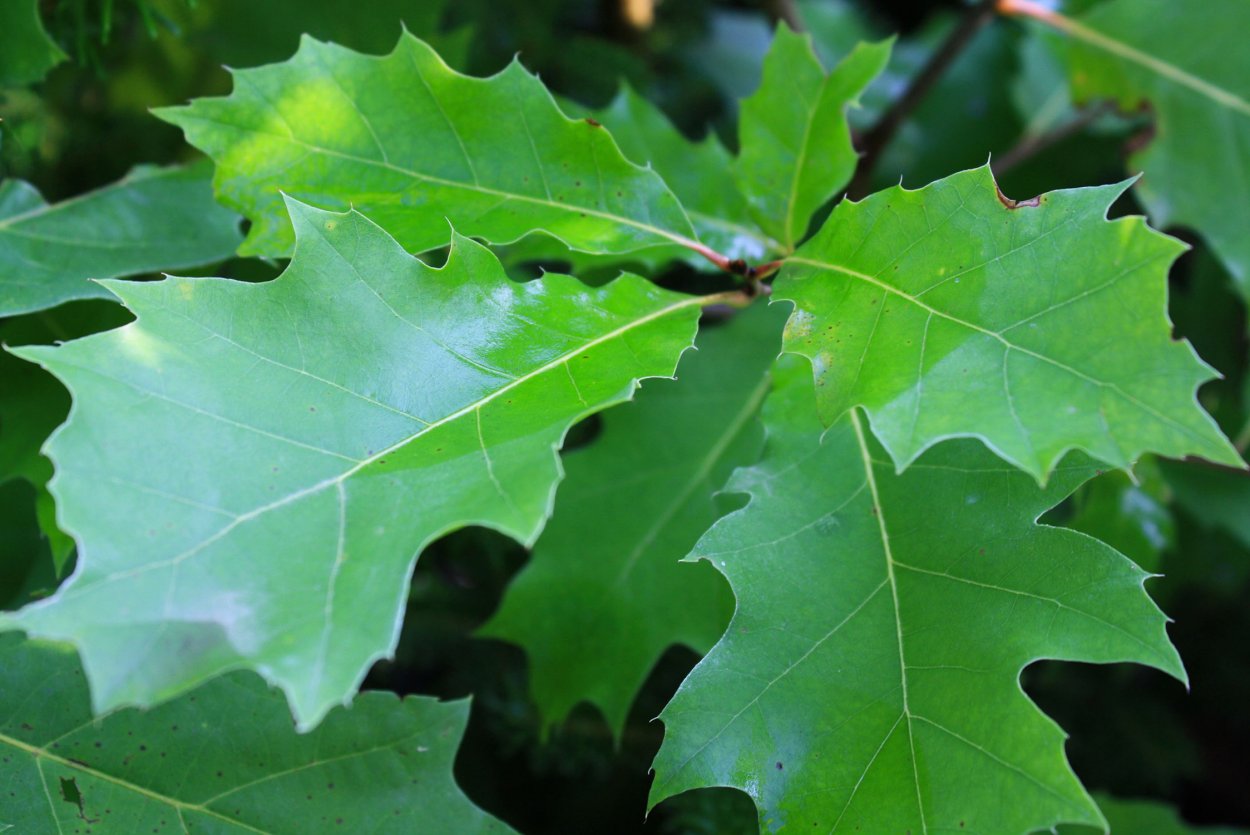 Quercus muehlenbergii