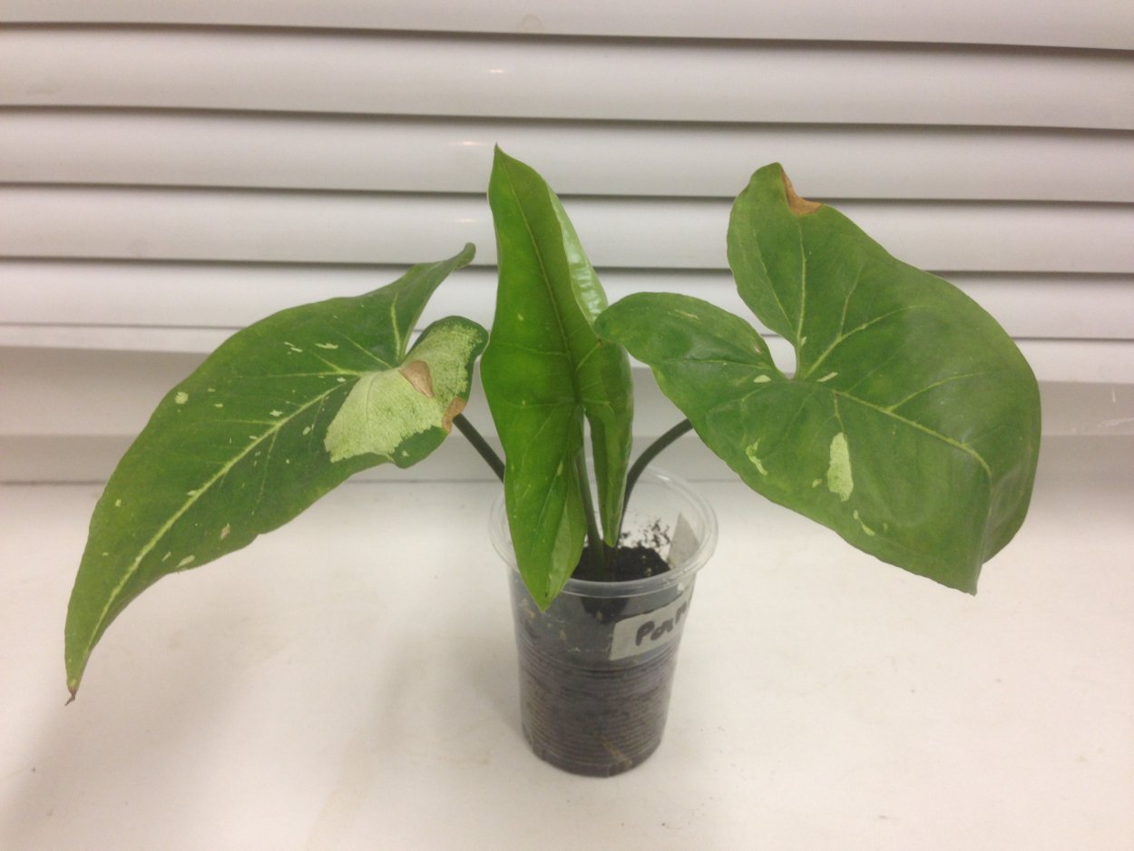 Филодендрон желтый крокодил цена Ишим авито