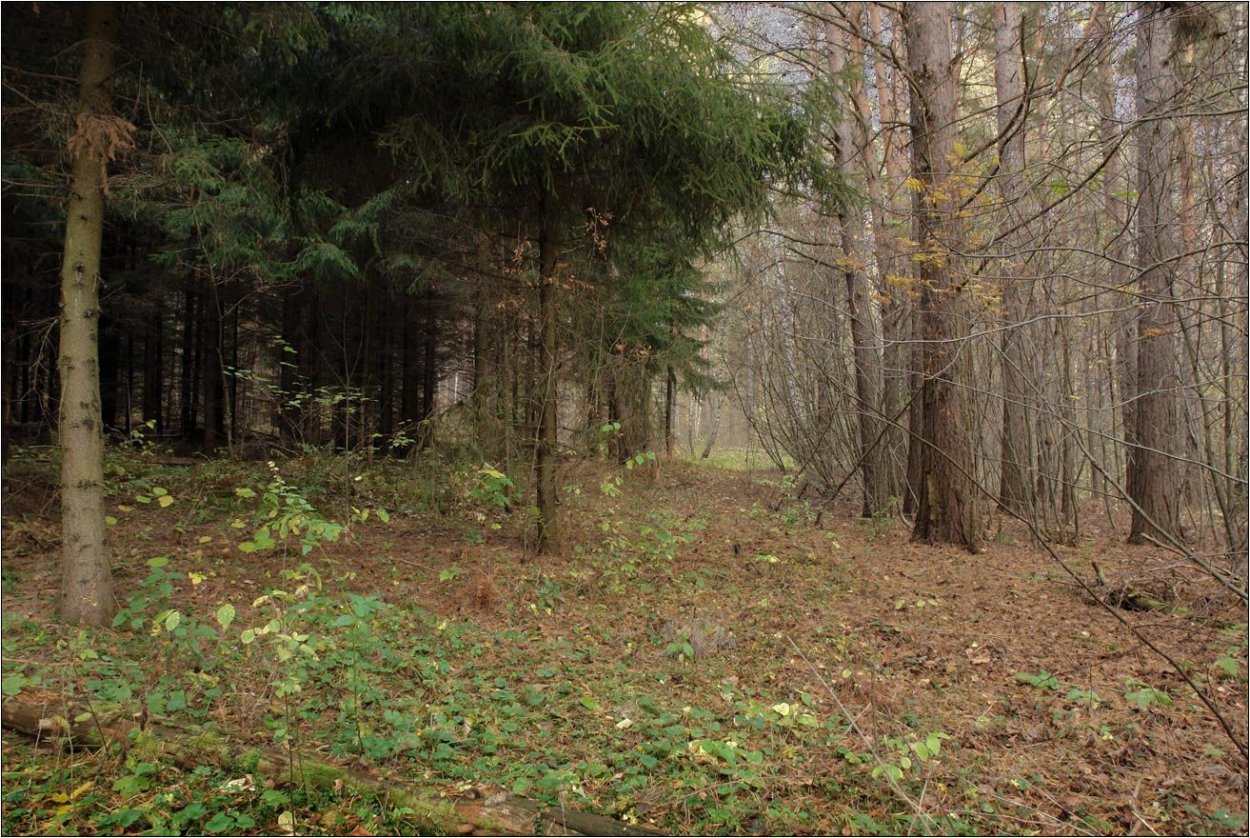 Лесная прогалина