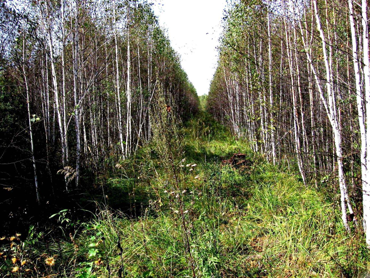 Просеки в лесу