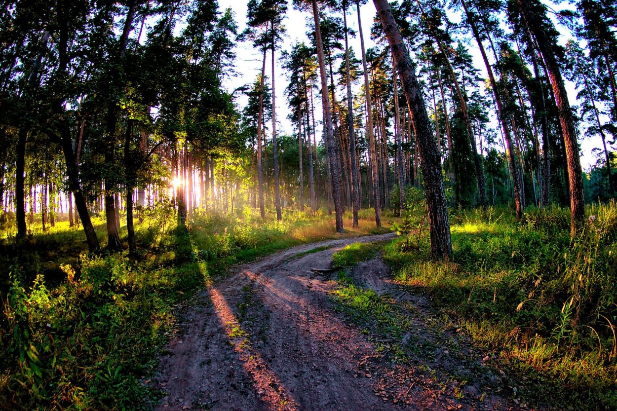 Марий Эл лес дорога