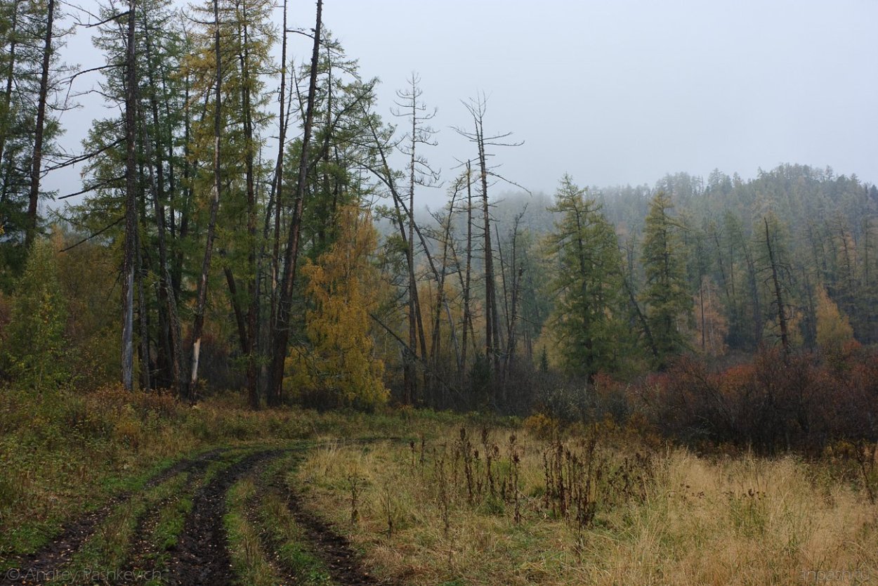Енисейская Тайга
