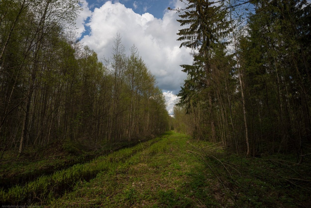 Прокшино лес просека