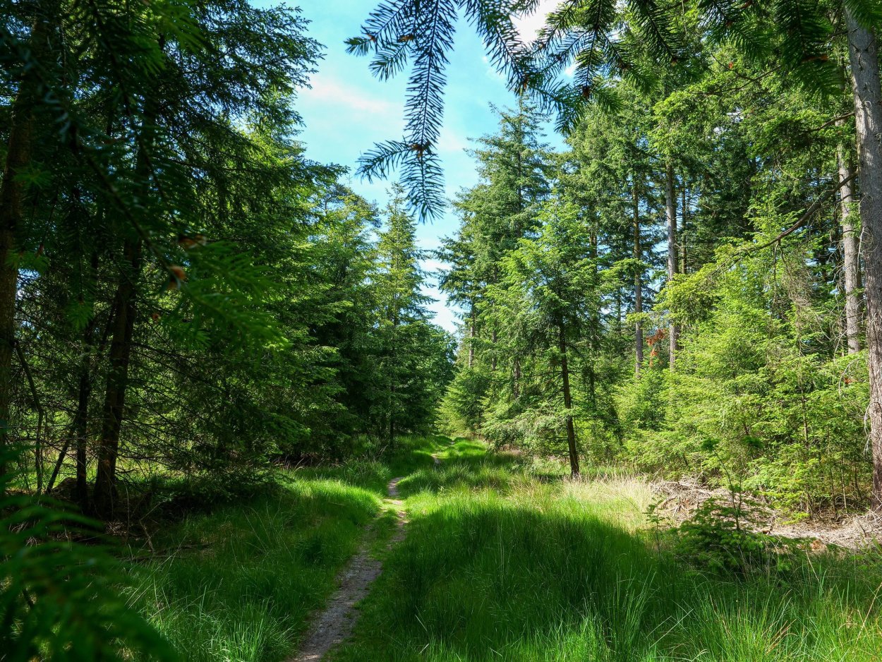 Лесная просека