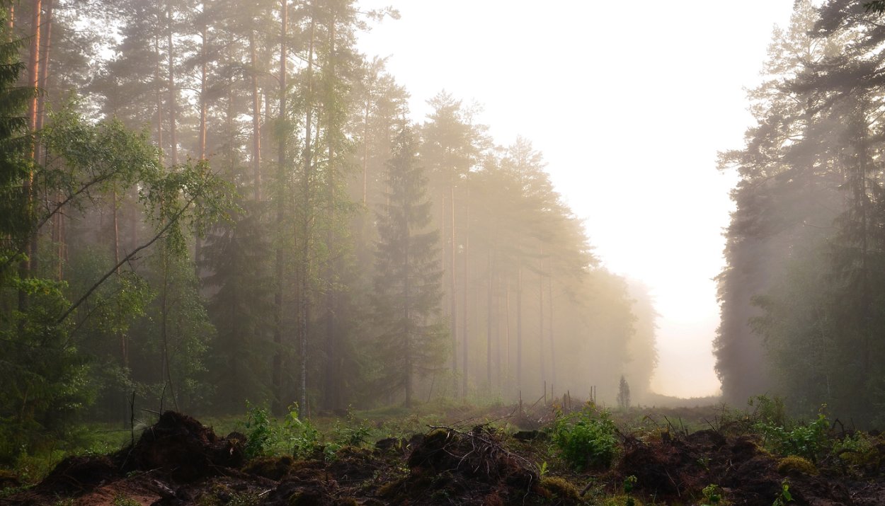 Лесная просека туман Телеграф