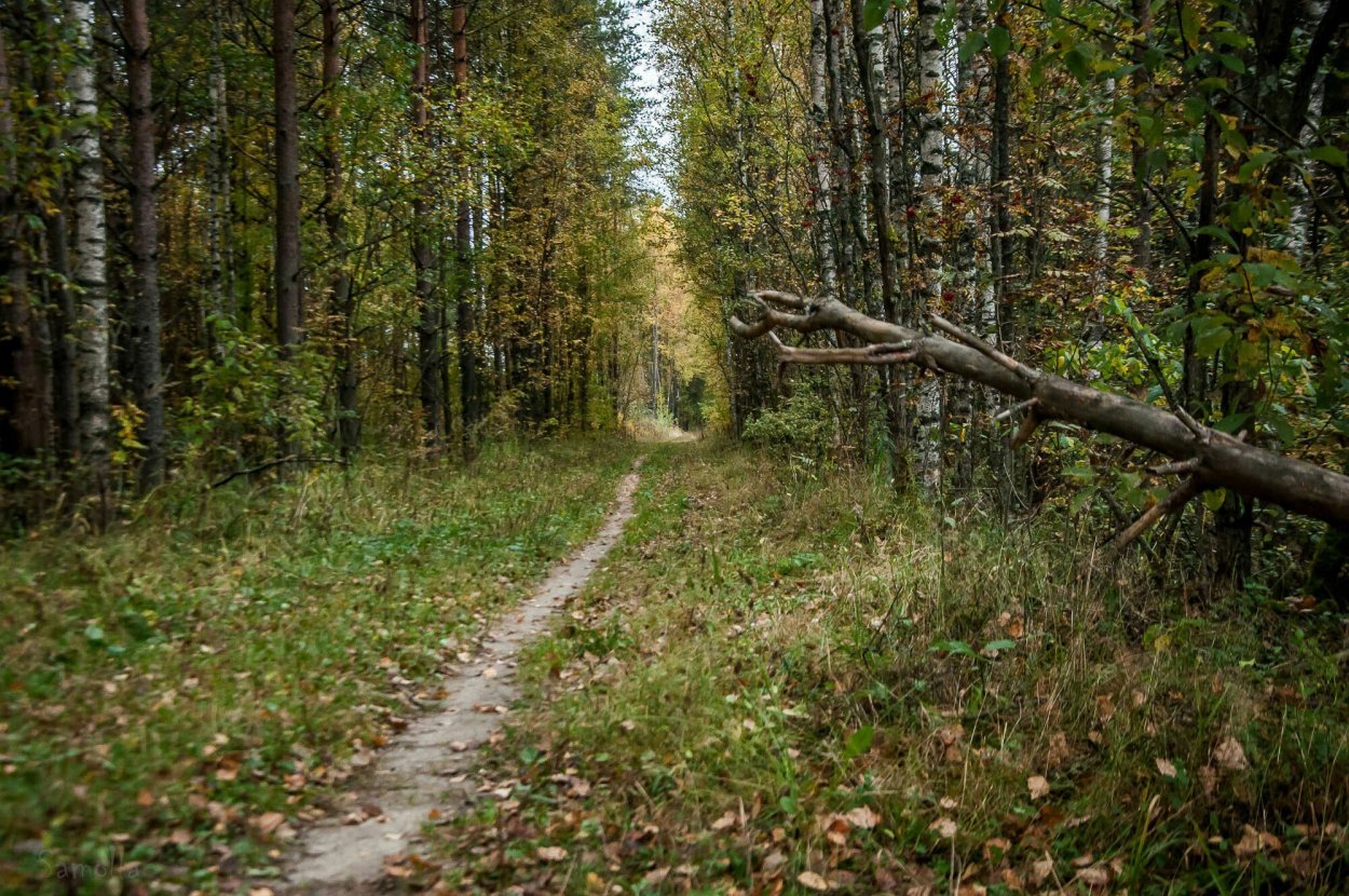 Просека лесоводство