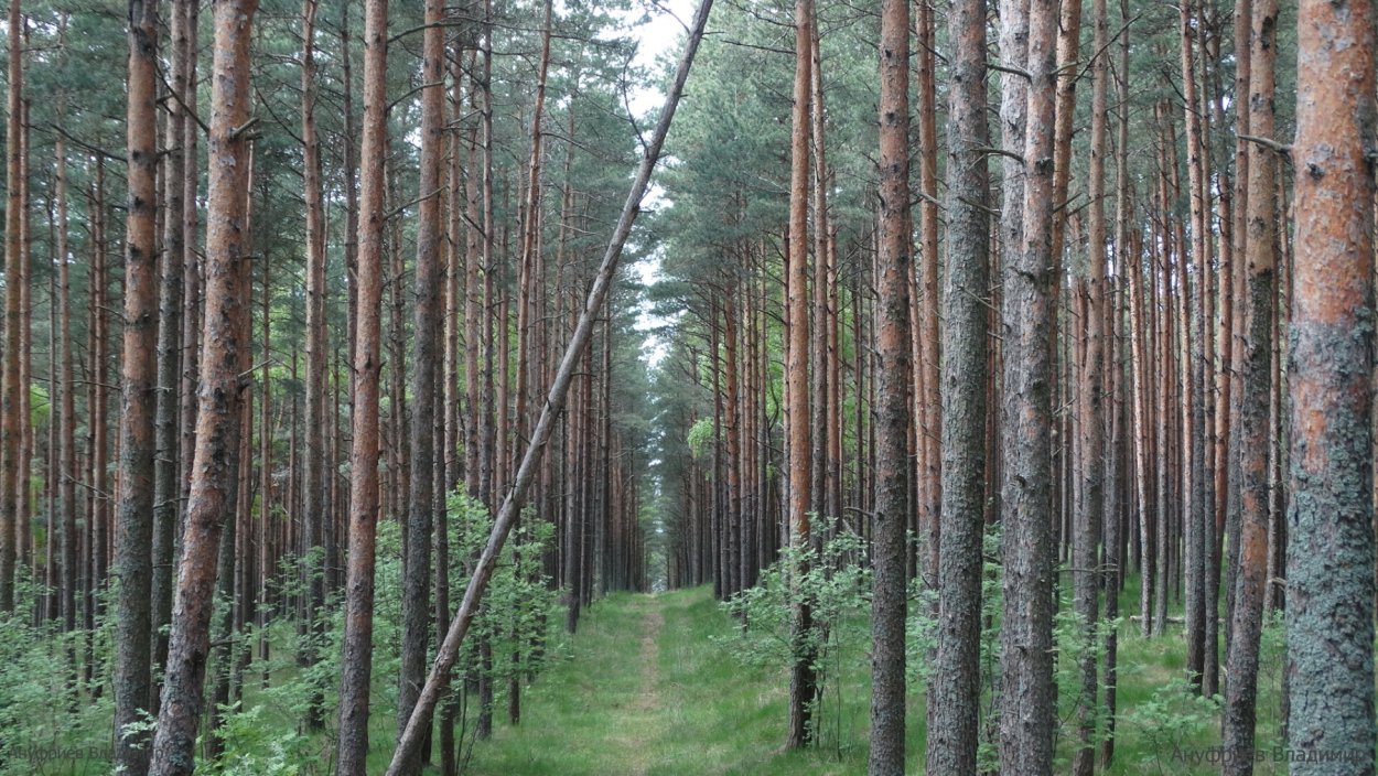 Сосновый лес Зеленоградск