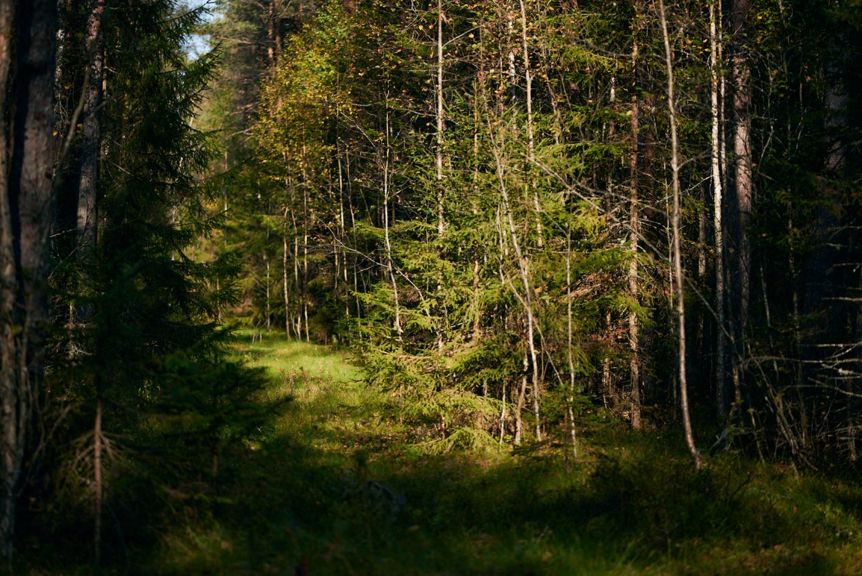 Лесная просека туман столбы