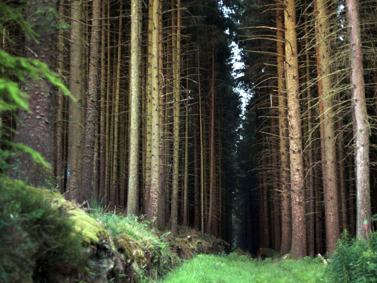Картинки на рабочий стол лес