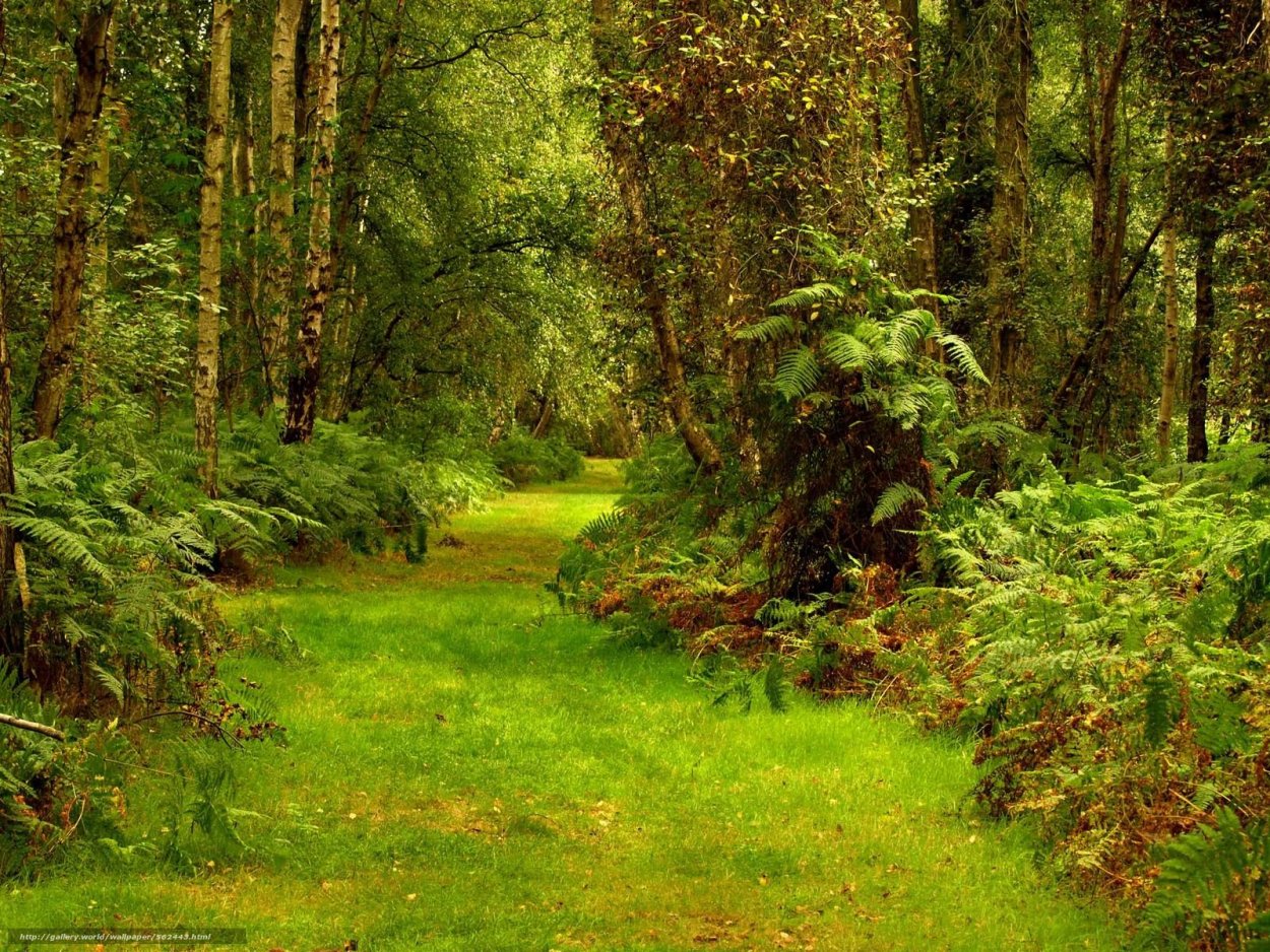 Лесная просека