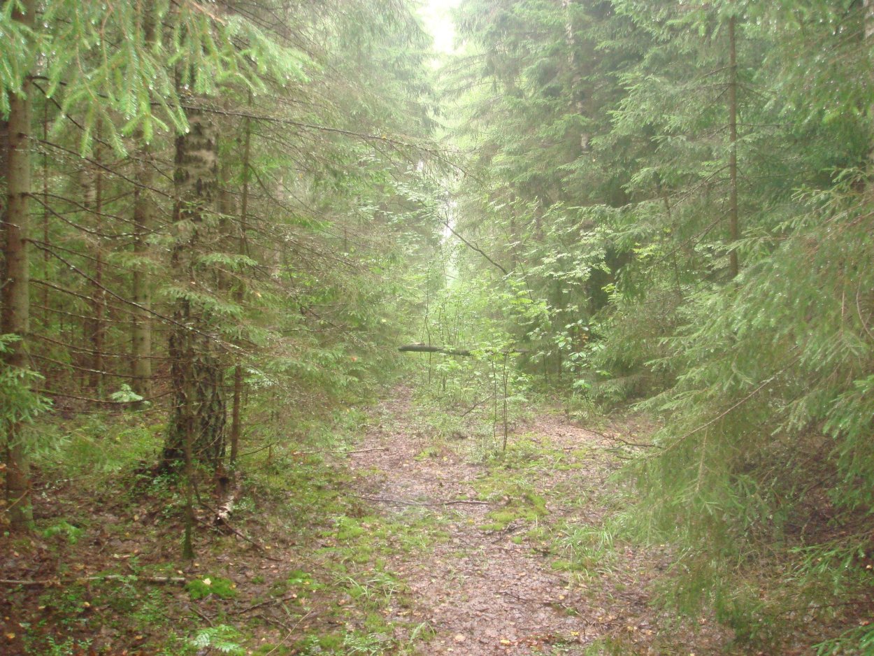 Заросшая просека