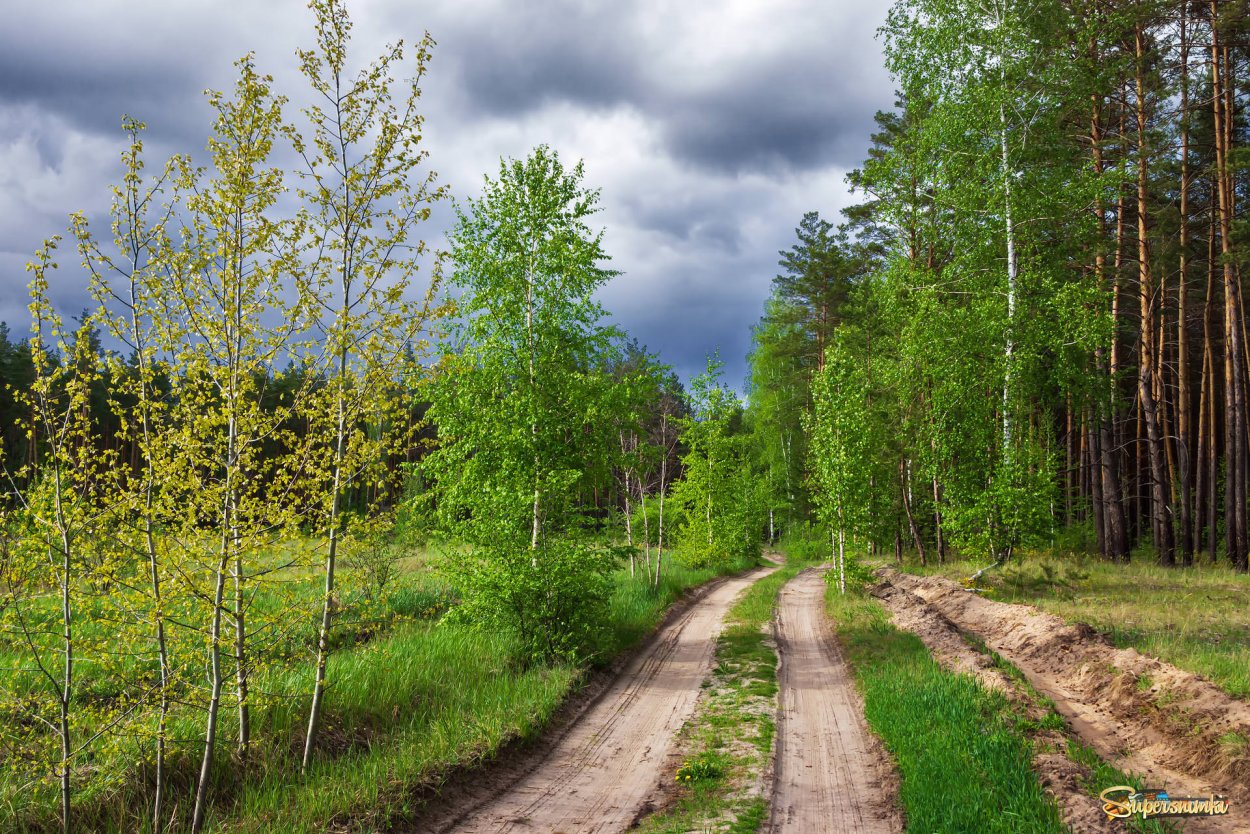 Лесная дорога Яренск