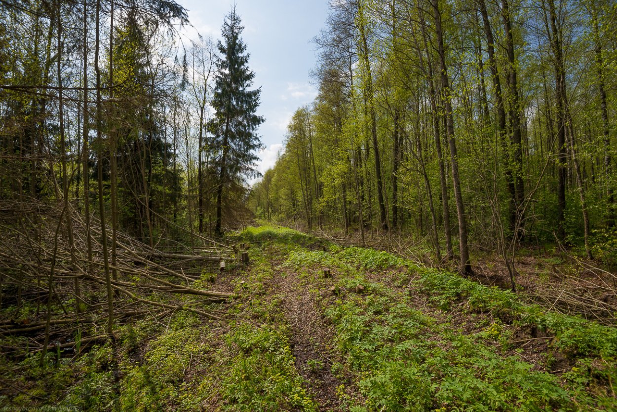 Лужский Боровой лес