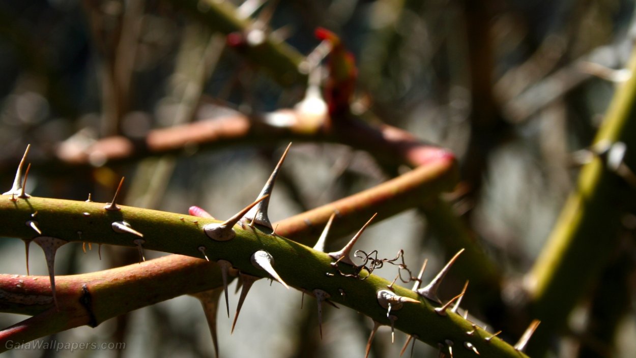 Терновник лоза