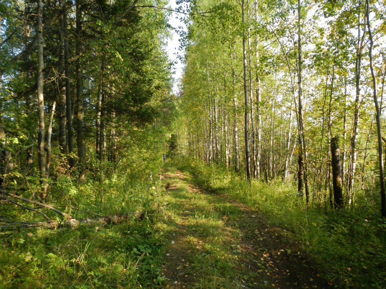 Березовая роща Брянск