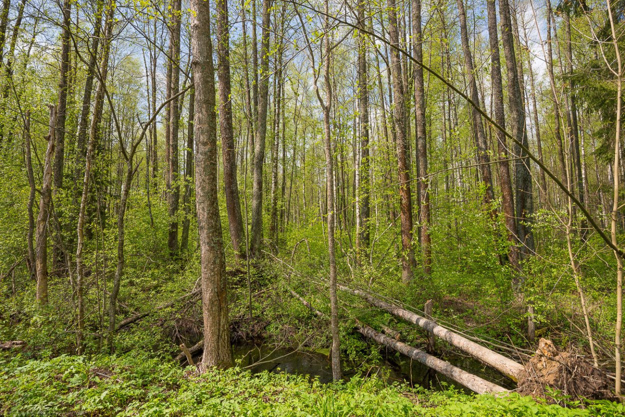 Смешанный лес просека