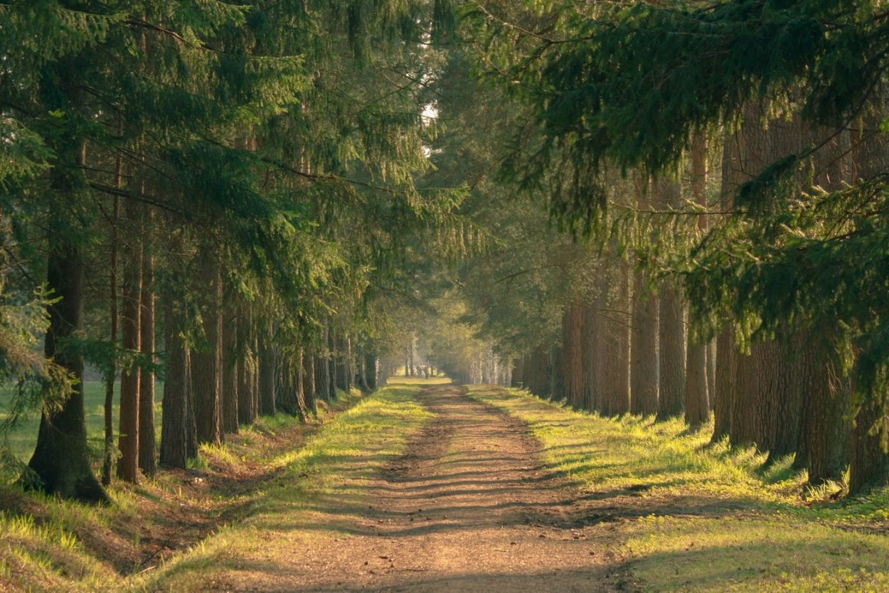 Кисловодск Сосновая аллея в парке