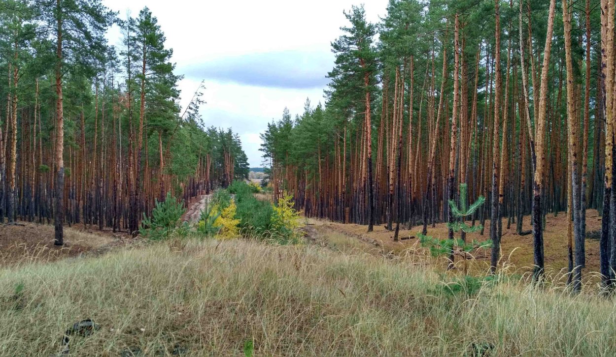 Лесная просека