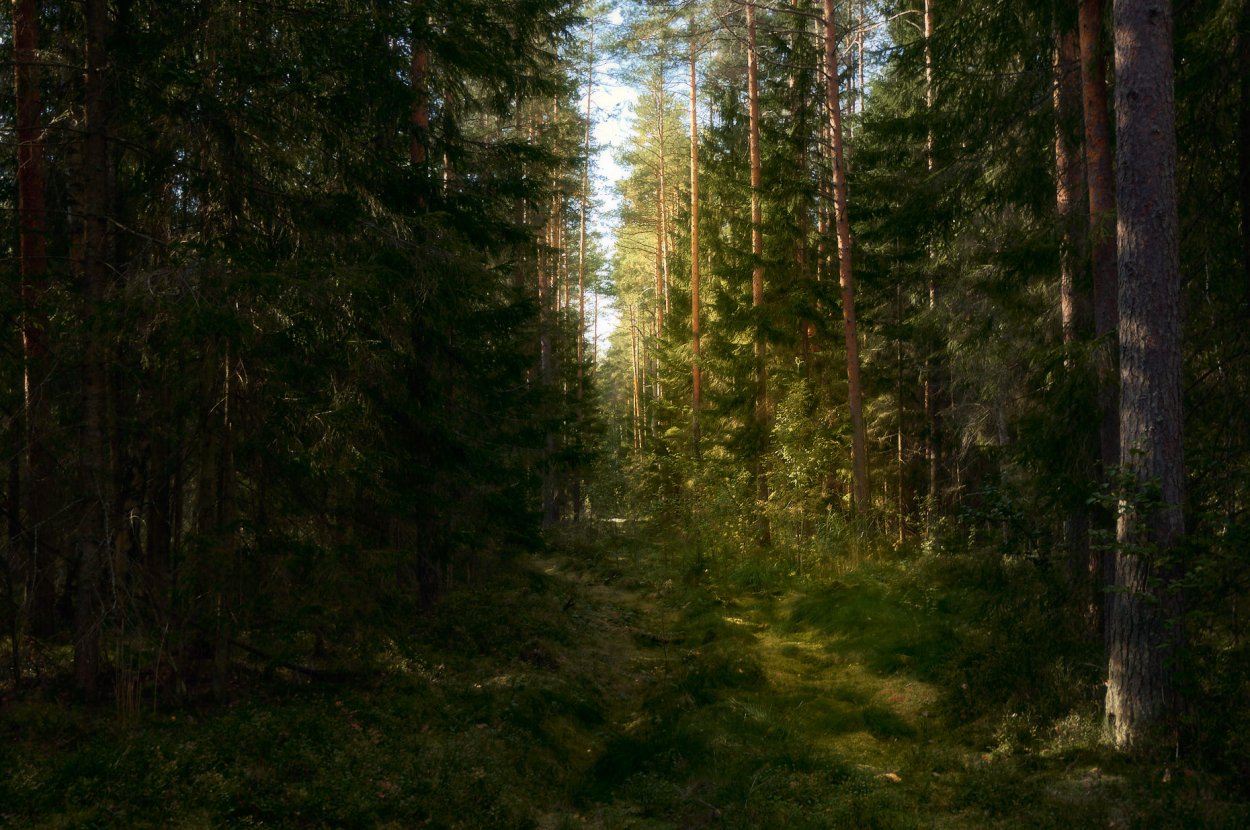 А Я еду за туманом и за запахом тайги