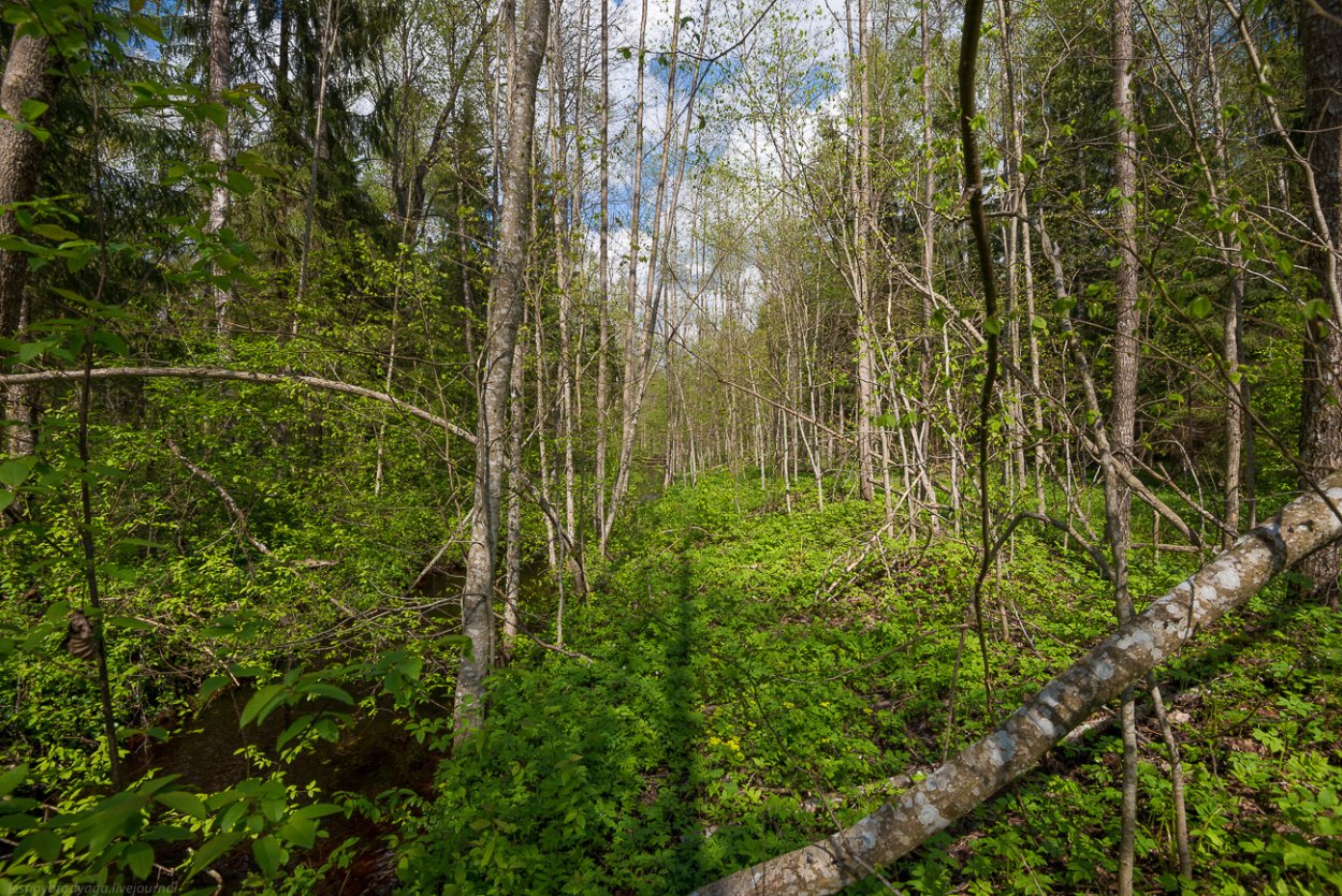 Леса Лужского района Тайга