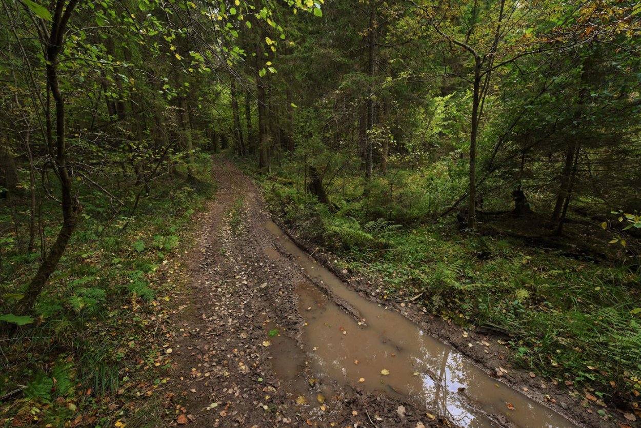 Лесная дорога после дождя
