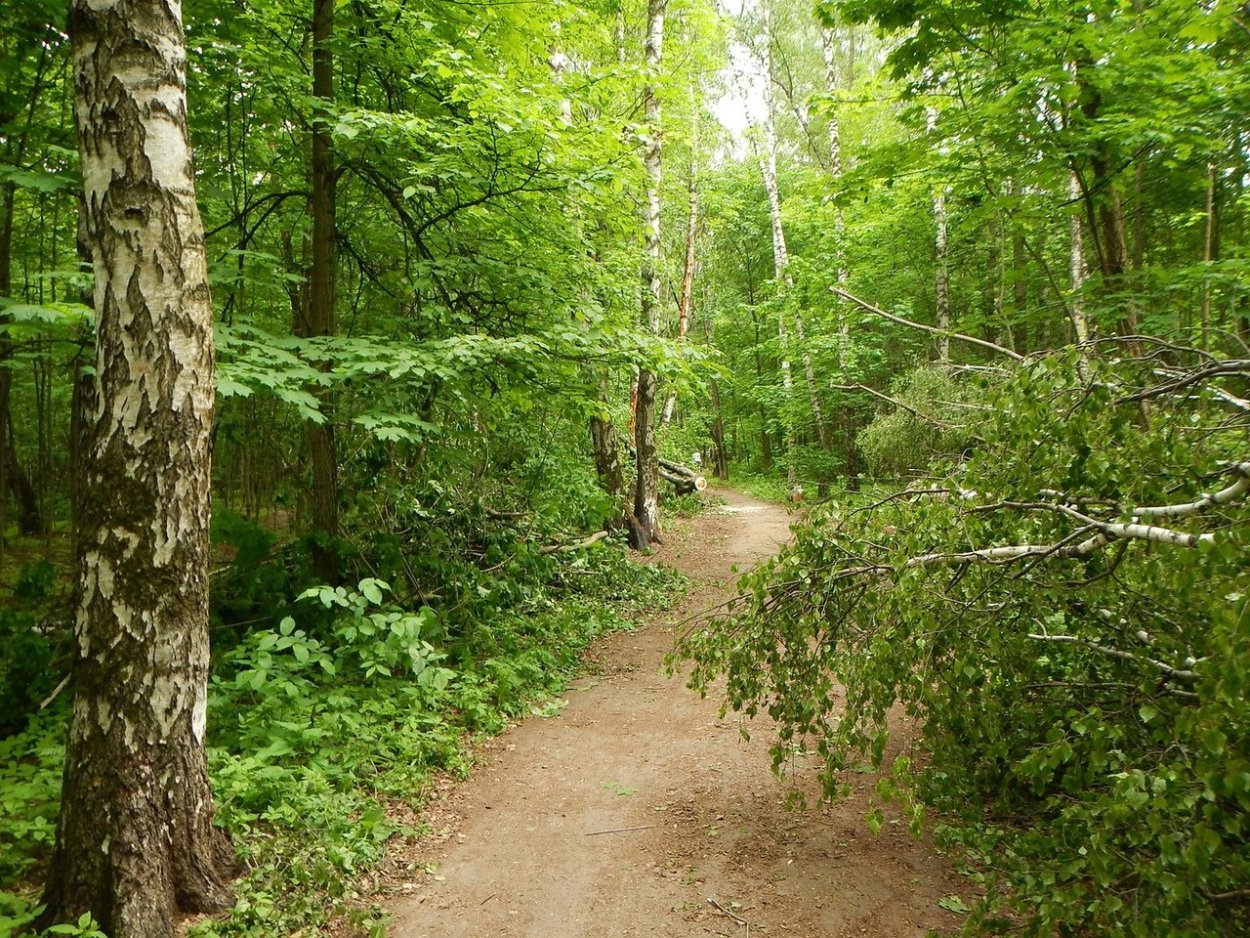 Королёв Лосиный остров