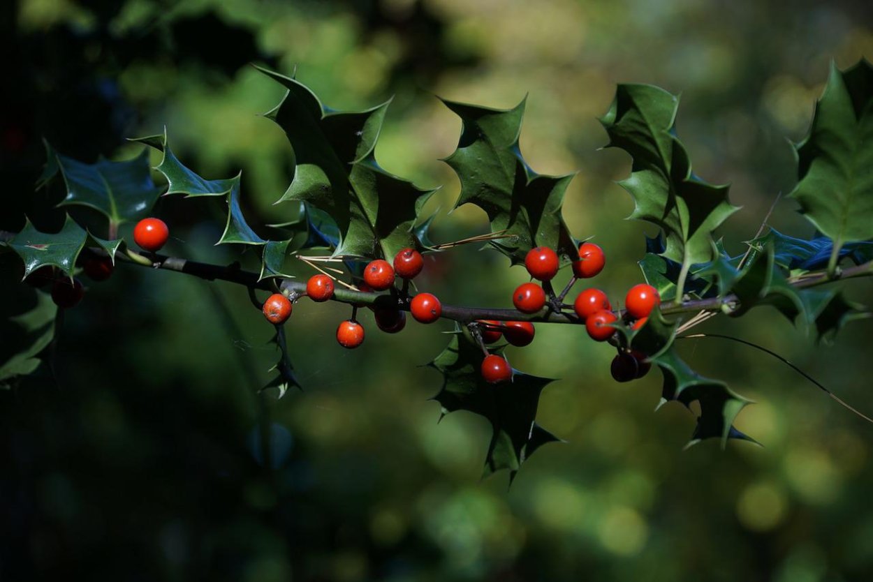 Плющ с красными ягодами