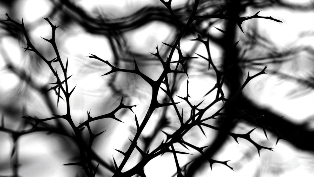 Терновник лоза