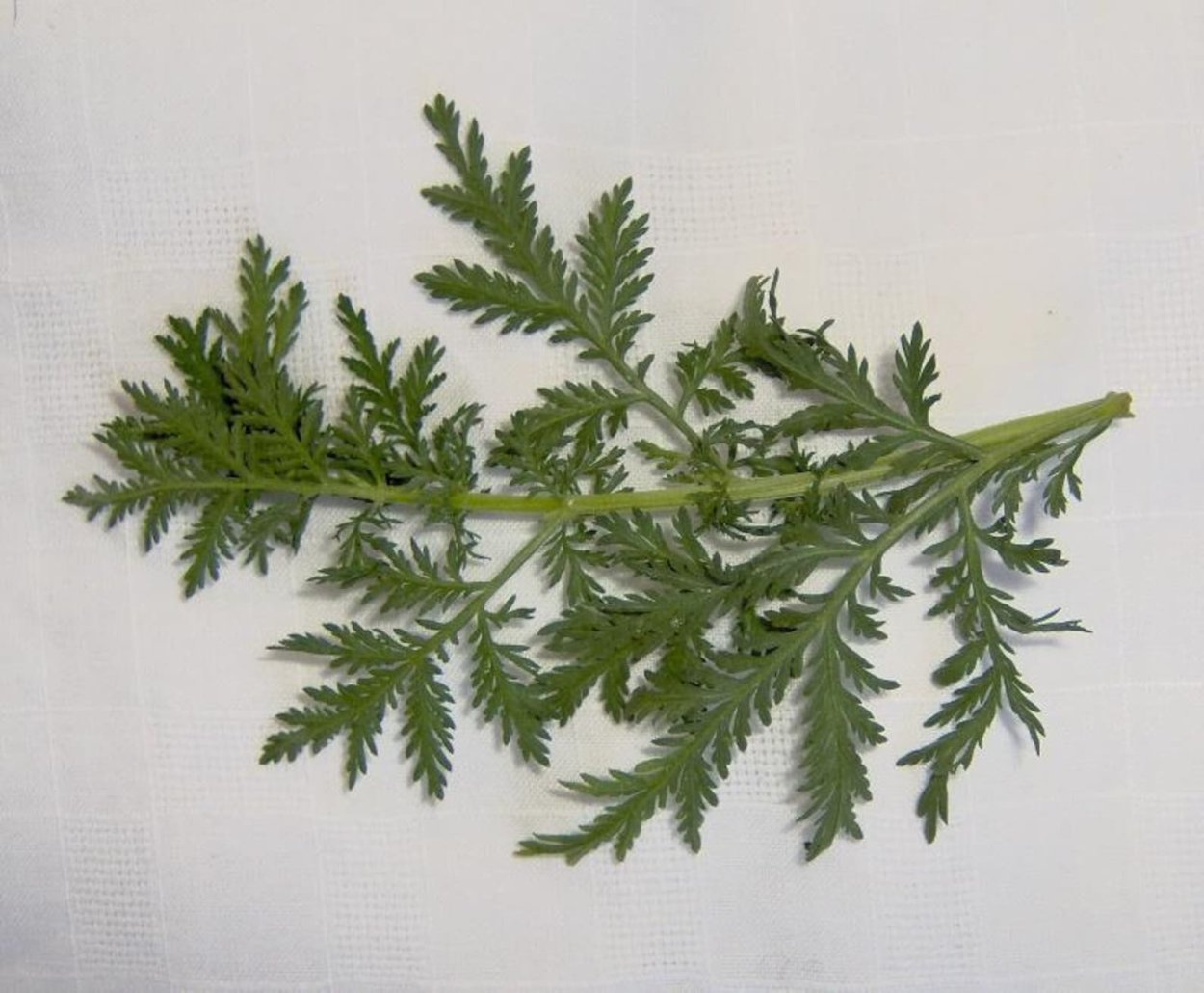 Полынь обыкновенная Artemisia annua