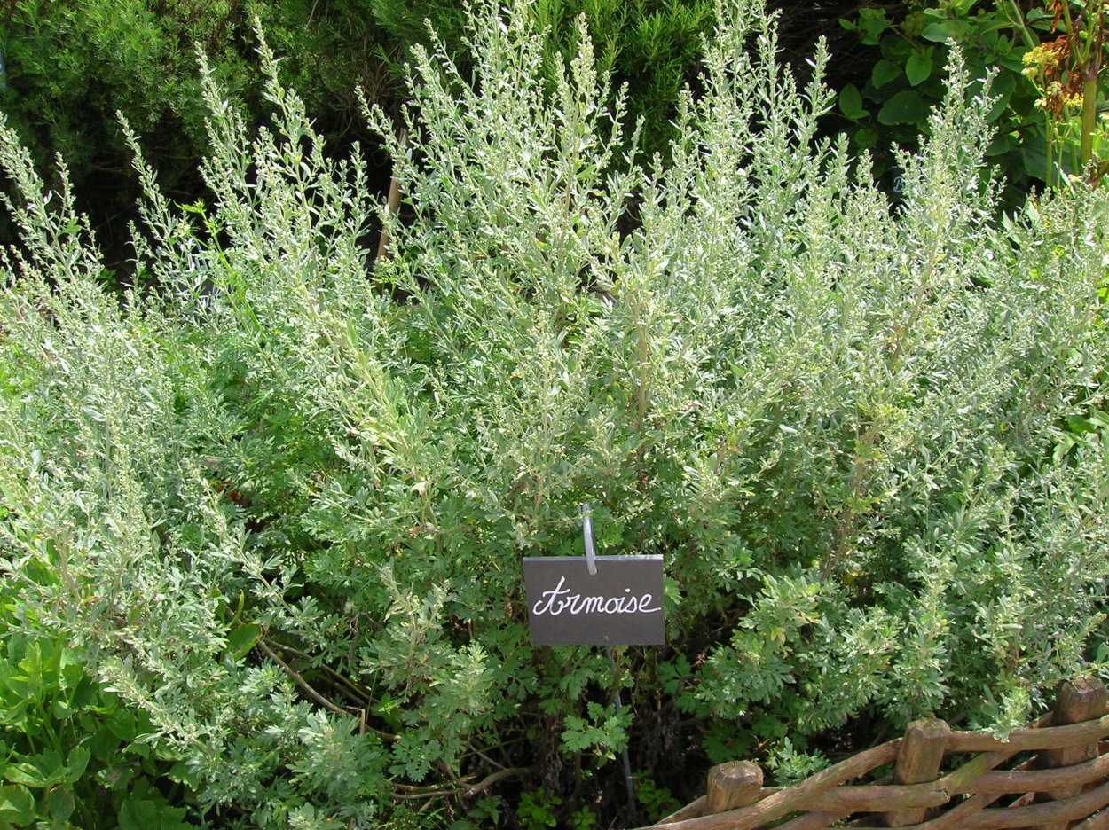 Полынь Артемизия аннуа