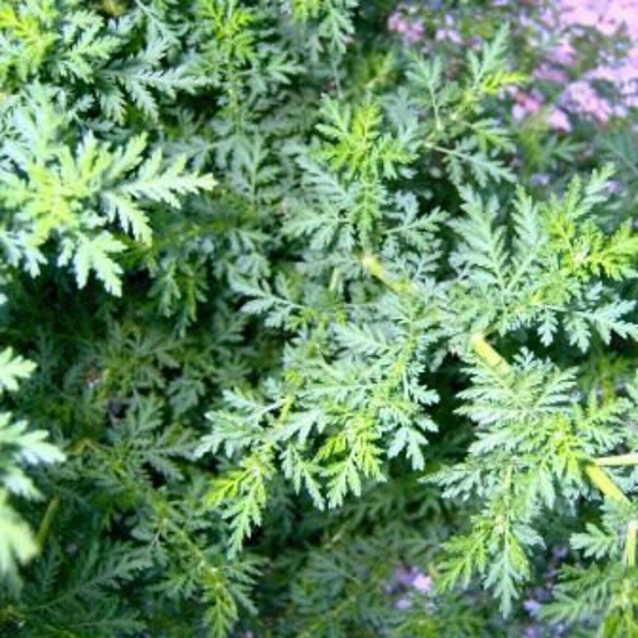 Полынь обыкновенная Artemisia annua