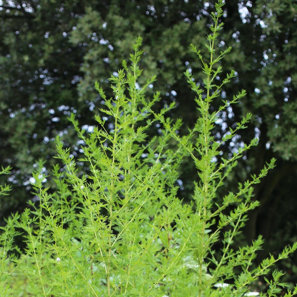 Полынь обыкновенная Artemisia annua