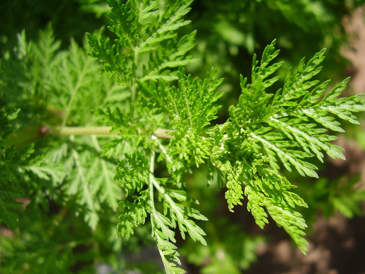 Полынь Artemisia annua