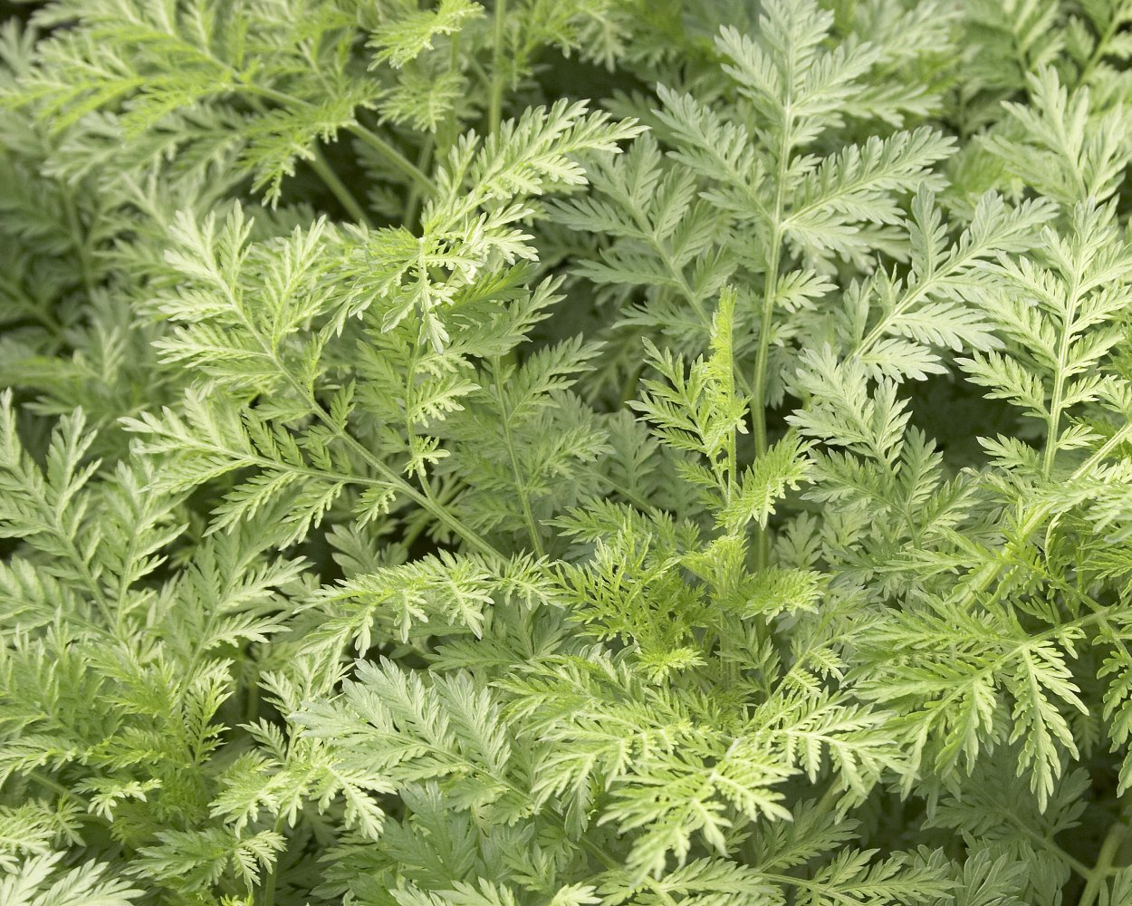 Полынь обыкновенная в зернах пшеницы