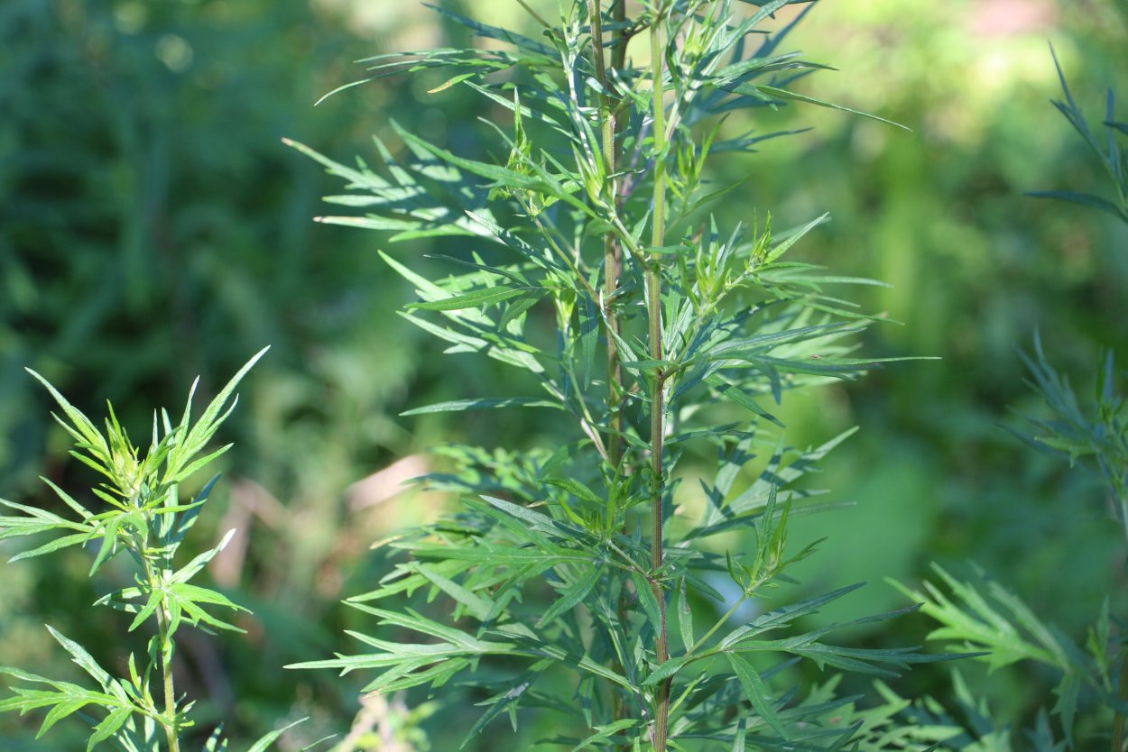 Полынь однолетняя от малярии