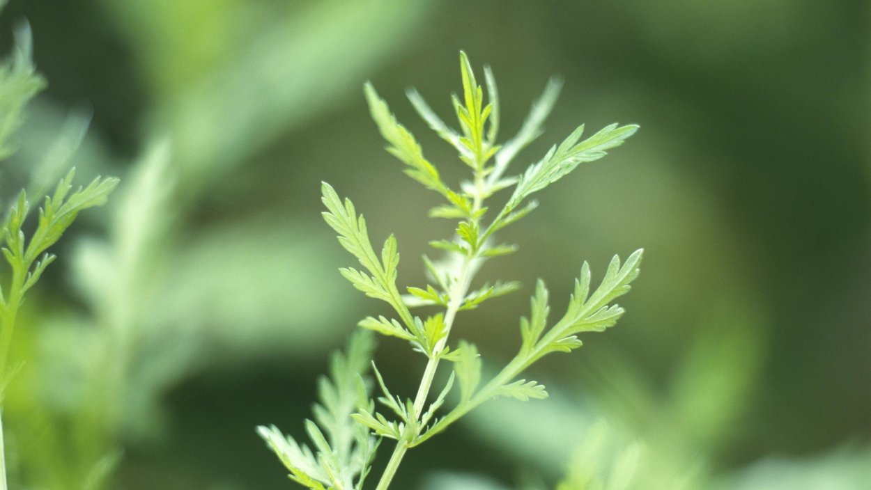Сладкая Полынь Artemisia annua