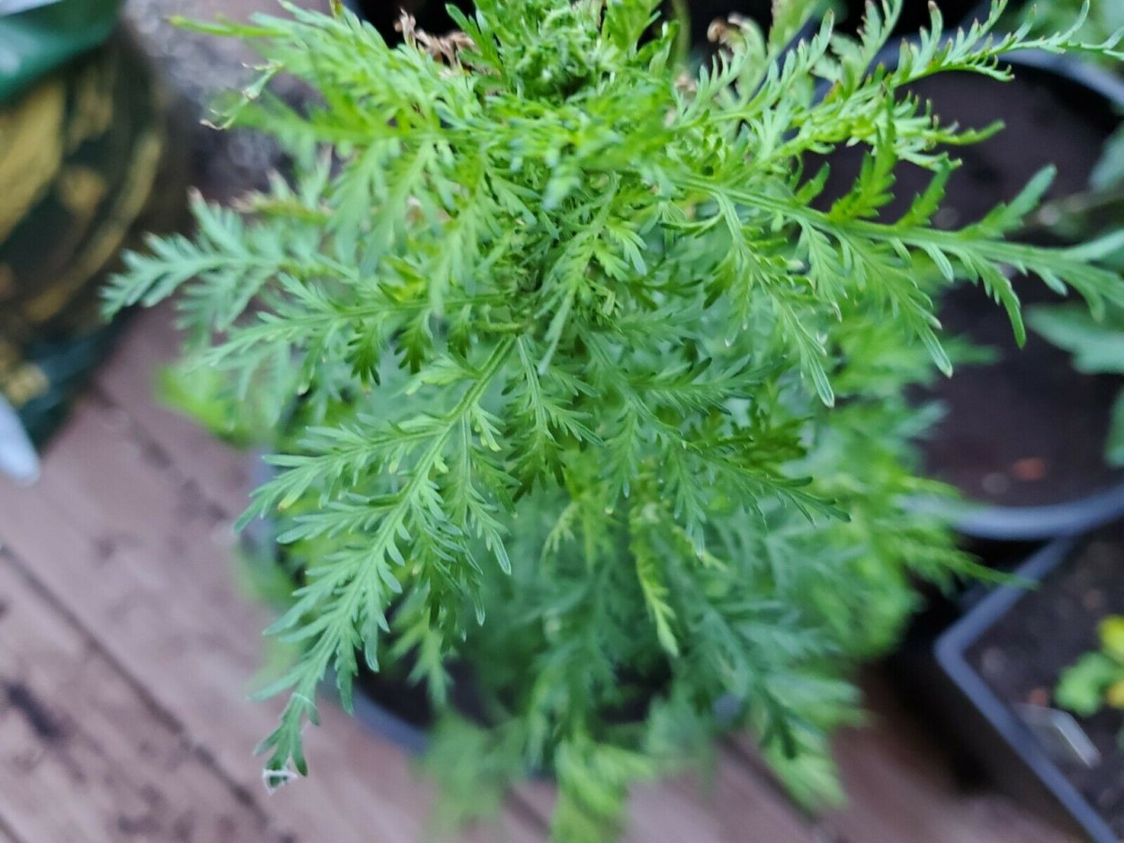 Полынь Artemisia annua